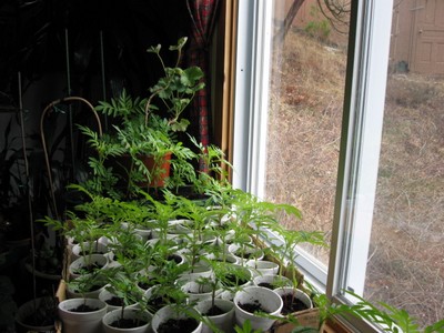 seedlings1