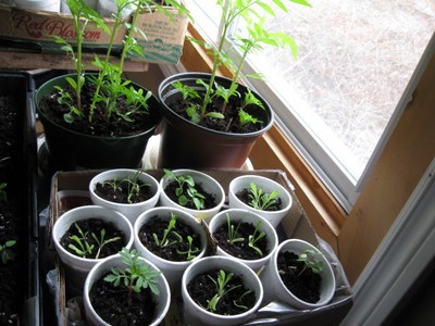 seedlings1